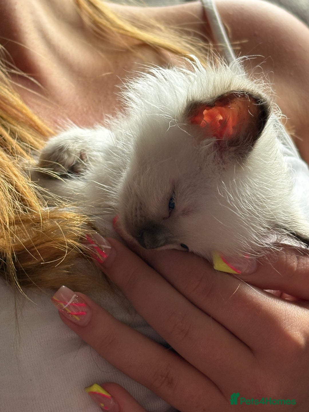 Ragdoll cats for sale: Rag doll x  - Image 3
