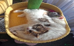 Turkish Angora cats for sale: Beautiful Turkish Angora Calico Female Kitten - Image 11