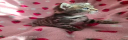 Mixed Breed cats for sale: Adorable Bengal x Shorthair Kittens  - Advert 10
