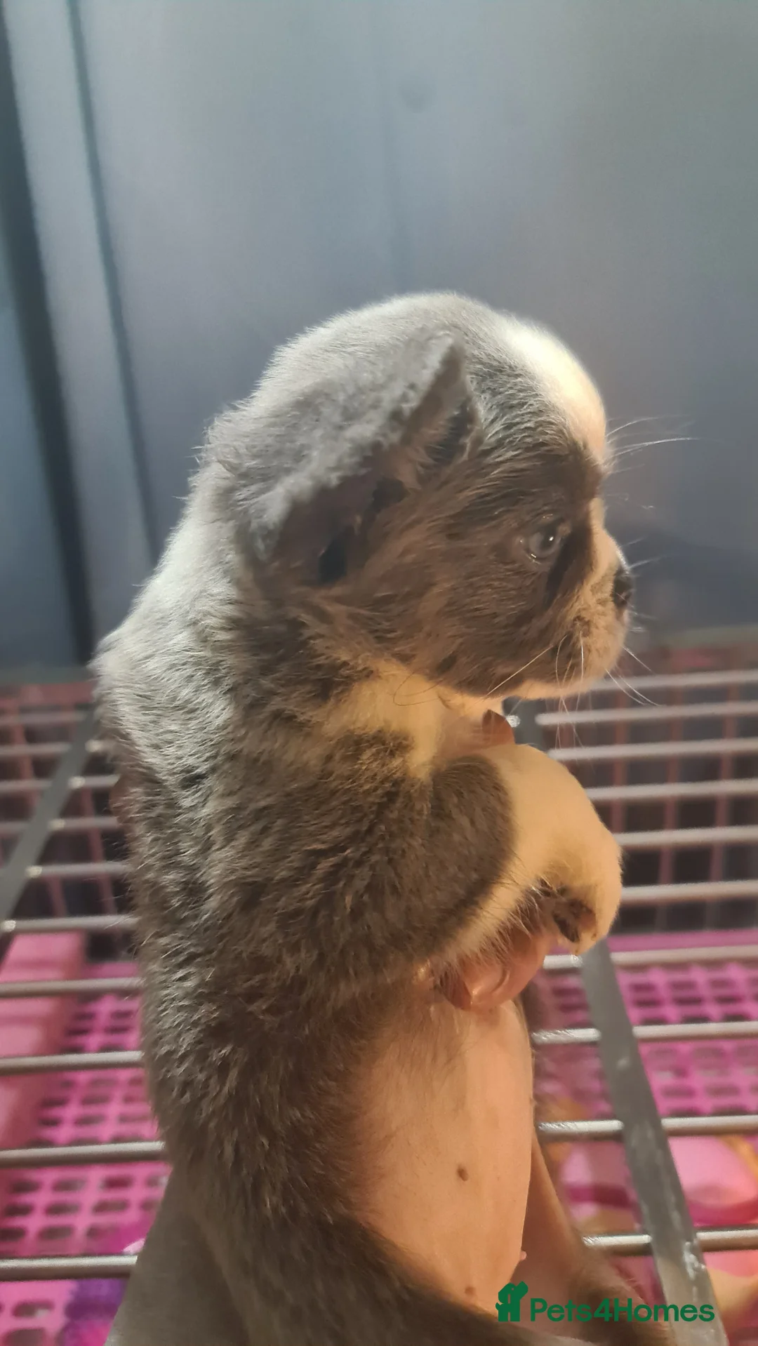 French Bulldog dogs for sale: ✨ Enchanted Frenchie Puppies Ready Now! ✨ - Advert 17