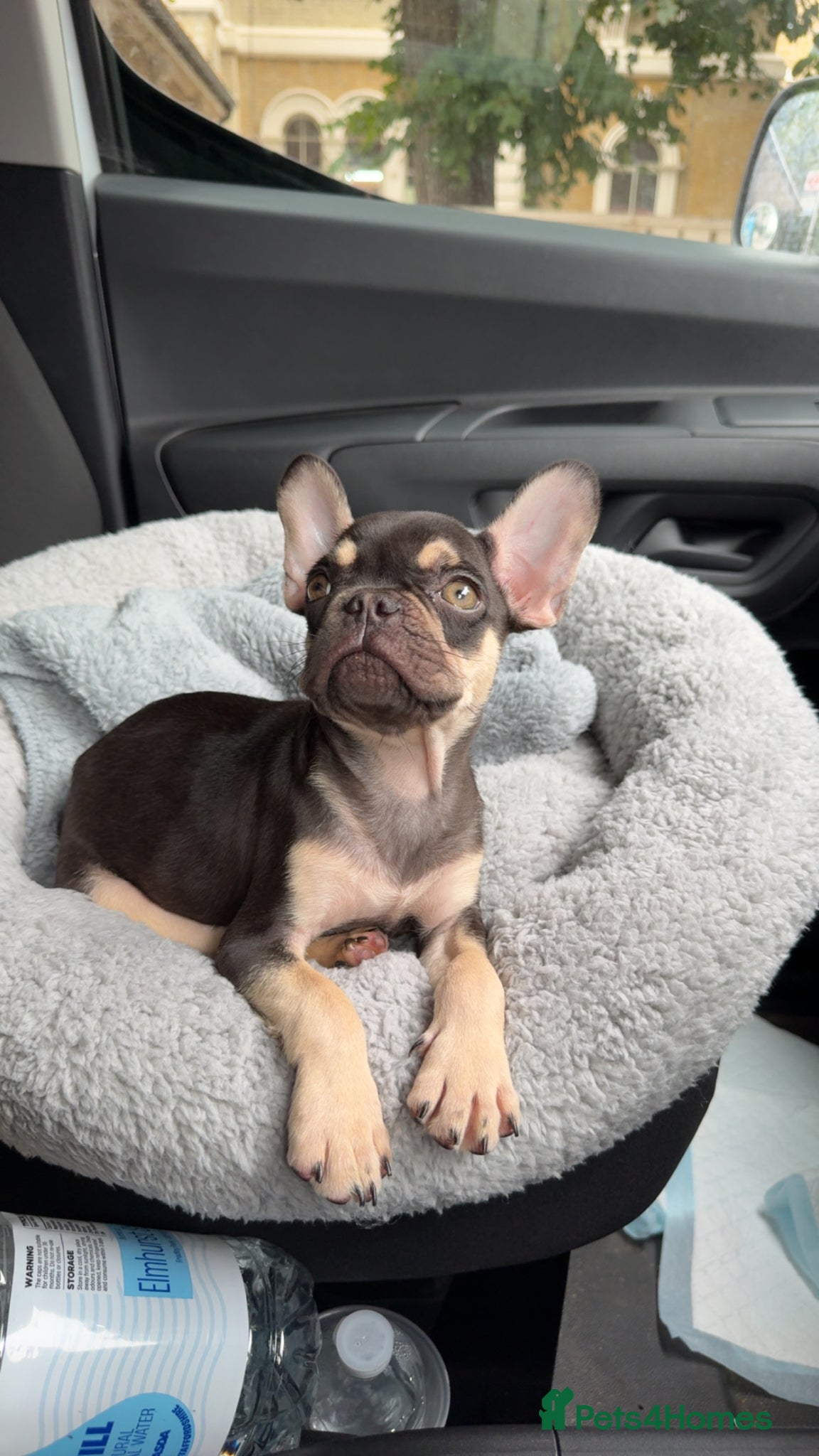 French Bulldog dogs ⭐️ 1 Year Old Male French Bulldog ⭐️ - Advert 4