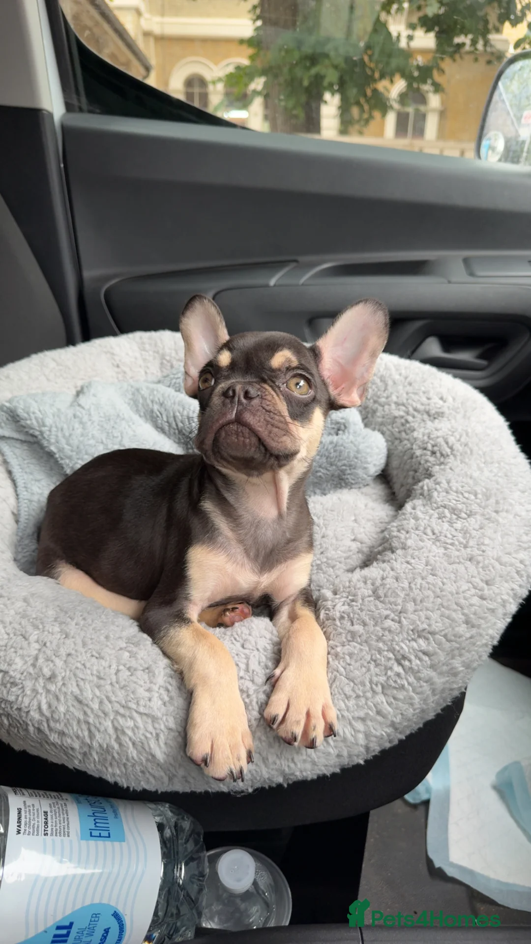 French Bulldog dogs for sale: ⭐️ 1 Year Old Male French Bulldog ⭐️ - Advert 2