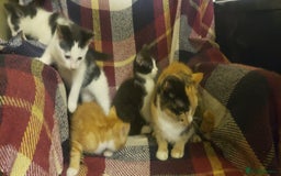 Mixed Breed cats for sale: Beautiful fluffy kittens for sale. - Image 15