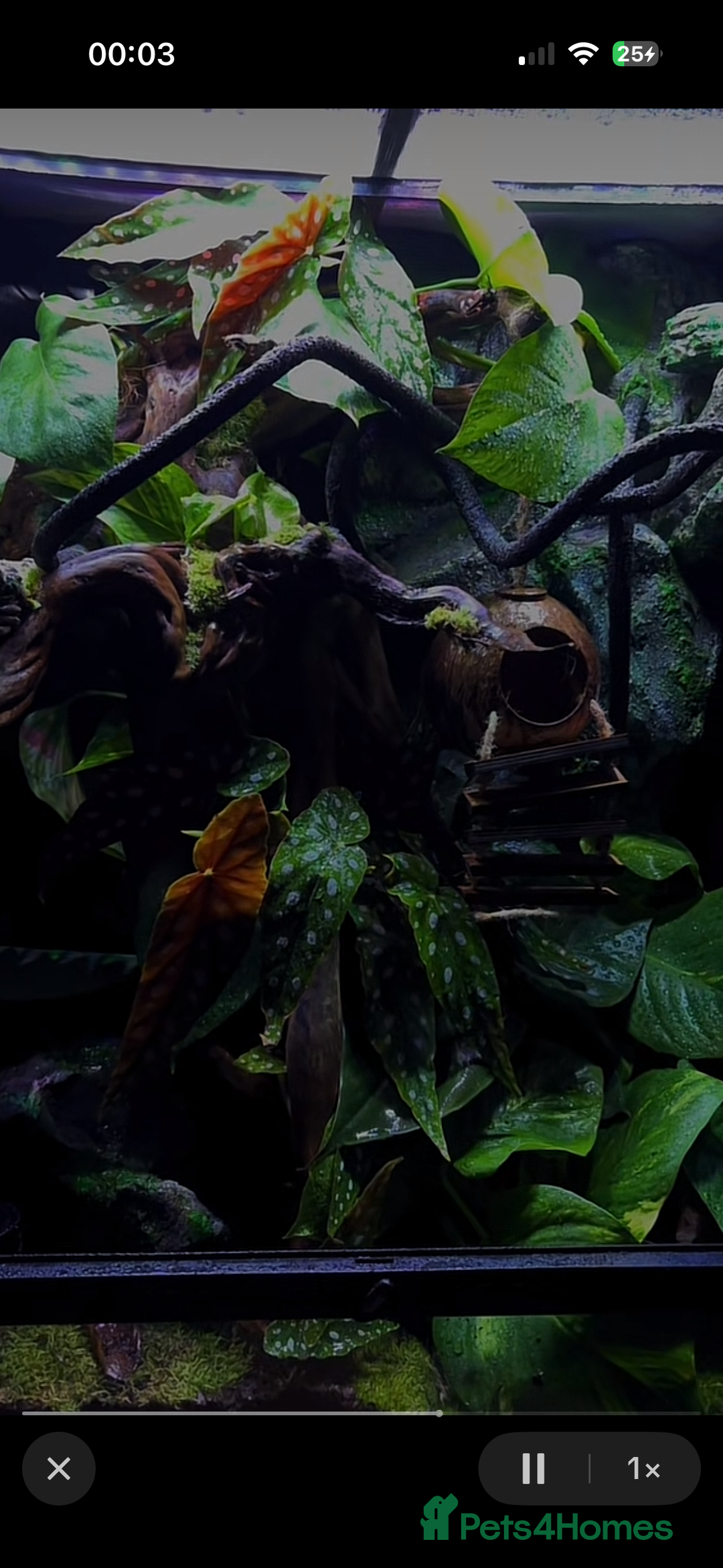 Gecko reptiles for sale: Exo terra 60x45x90 + trio of crested geckos  - Advert 5