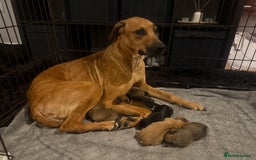 Mixed Breed dogs for sale: Rottweiler cross saluki puppies  - Image 27