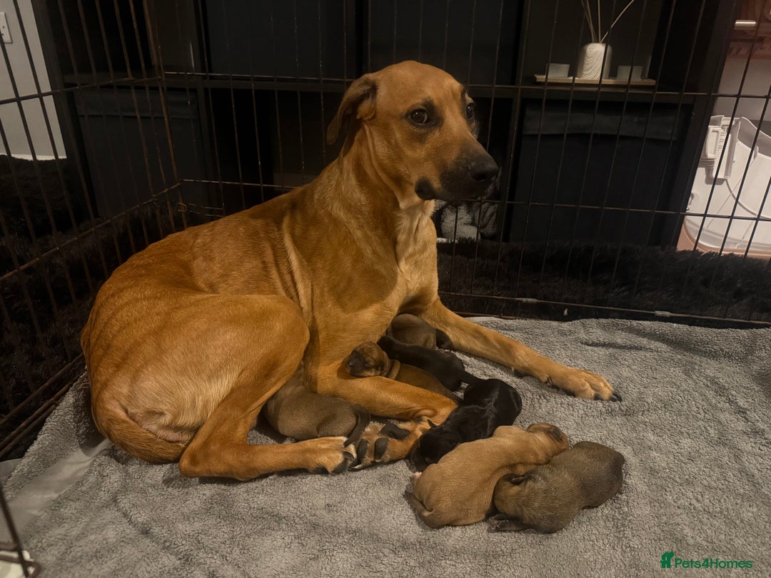 Mixed Breed dogs for sale: Rottweiler cross saluki puppies  - Image 27