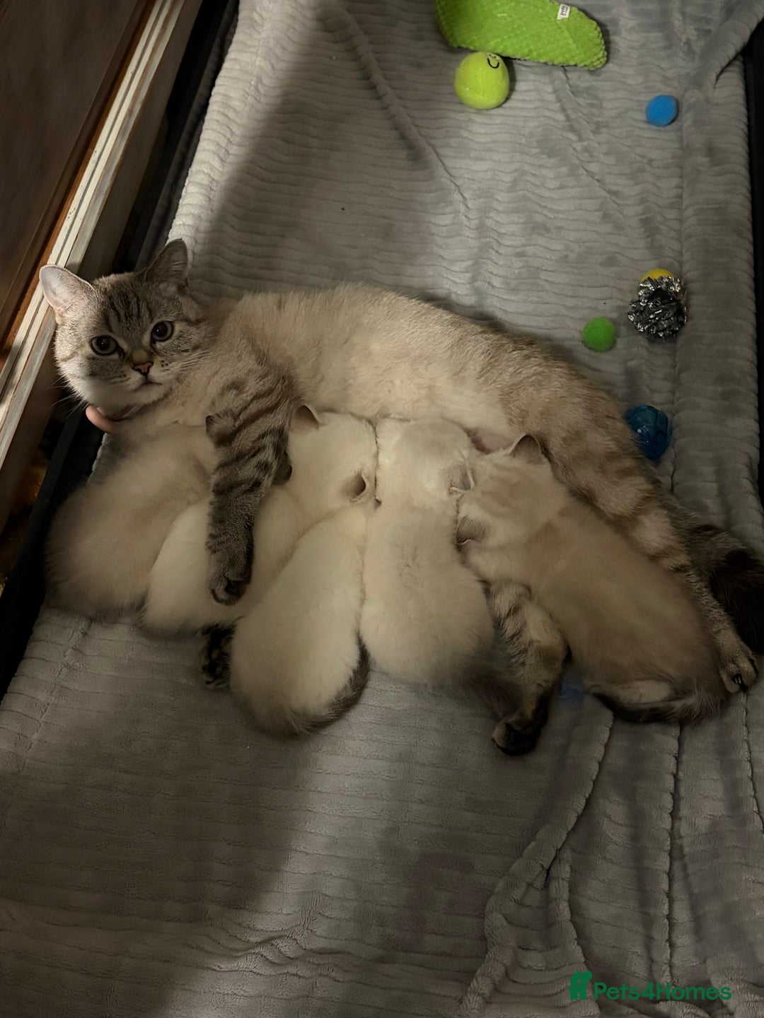 Scottish Fold cats for sale: Scottish Fold/Straight Kittens  - Advert 3