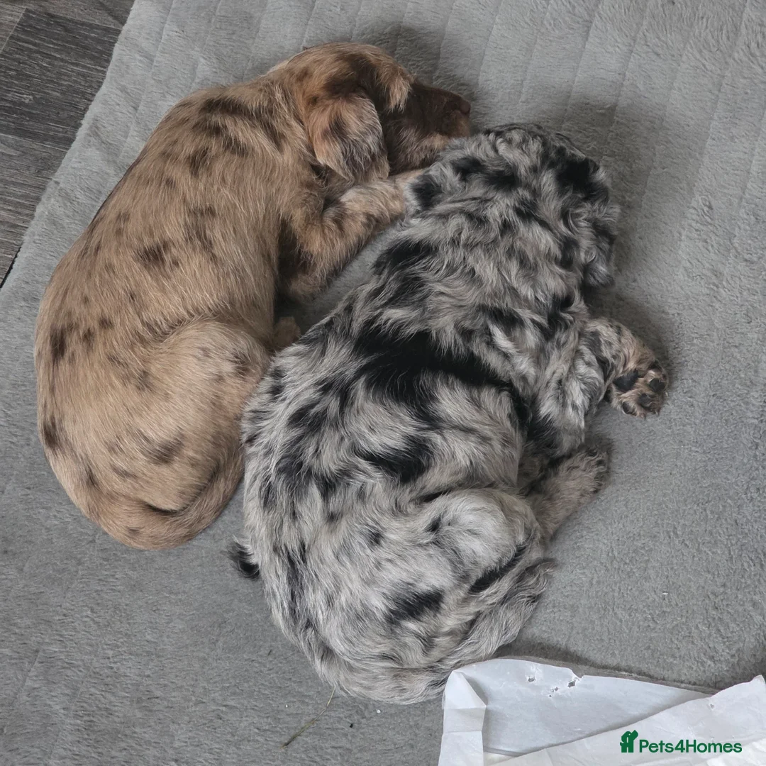 Mixed Breed dogs for sale: Jackapoo in Macclesfield - Advert 2