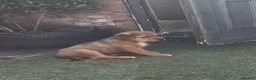 Central Asian Shepherd dogs for sale: Central Asian Shepard - Advert 5