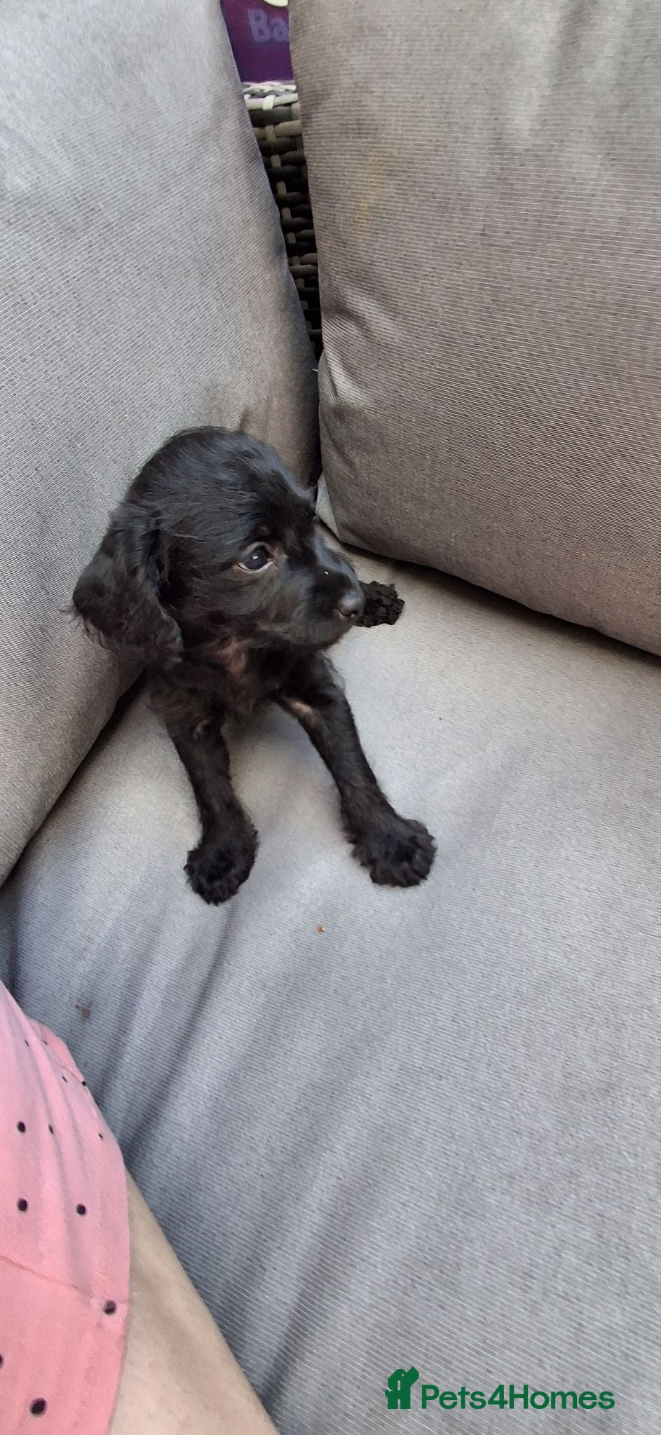 Chipoo dogs Miniature poodle cross chipoo  - Advert 2