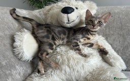 Bengal cats for sale: Adorable Female Blue Bengal Kitten TICA REG - Image 1