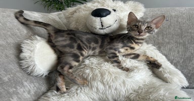 Bengal cats - Advert 9