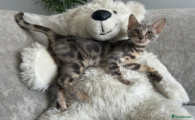Bengal cats - Advert 4