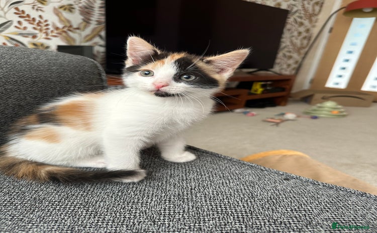 Mixed Breed cats - Advert 16