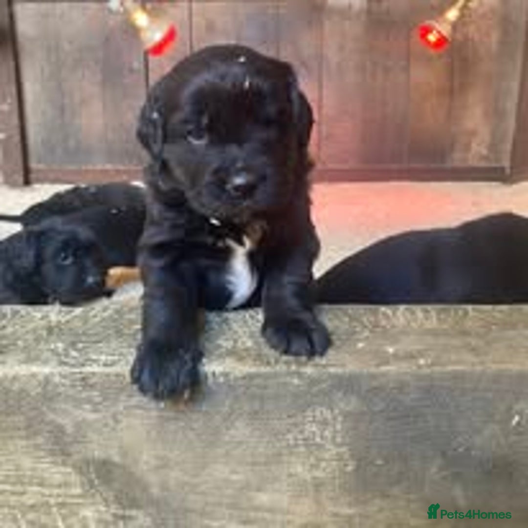 Mixed Breed dogs for sale: The Perfect Family Mid-Sized Pet - Sprocker X Rott - Image 3