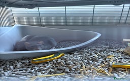 Rat rodents for sale: 2 rats with big cage and accessories  - Image 5