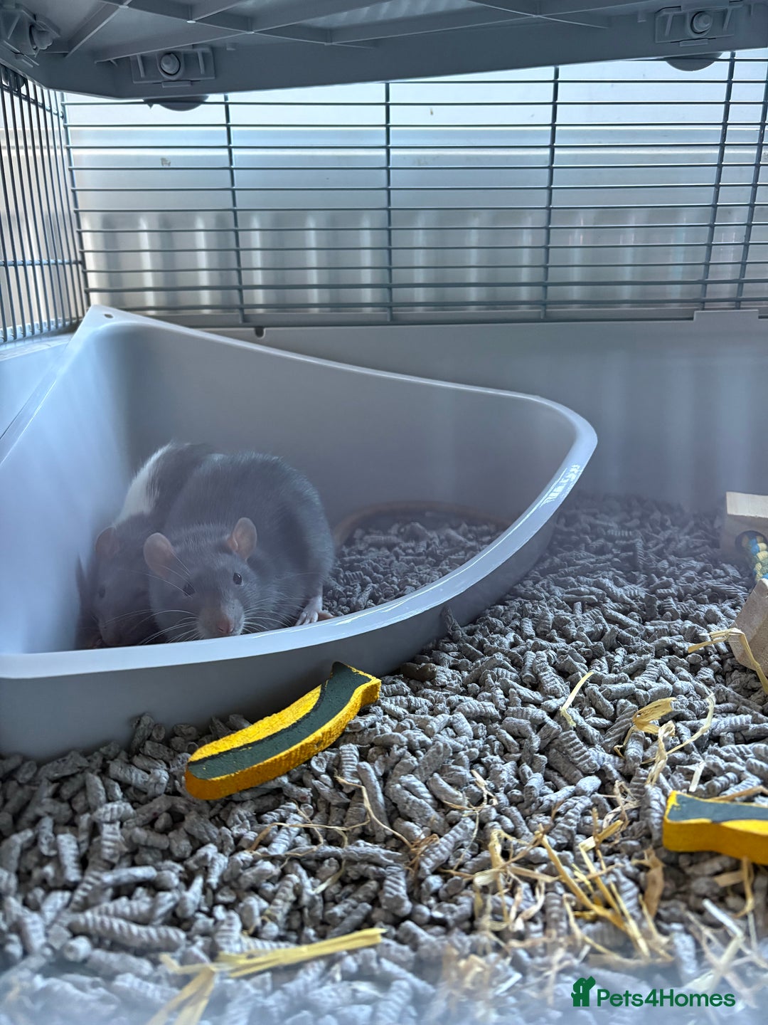 Rat rodents for sale: 2 rats with big cage and accessories  - Image 5
