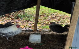 Chickens poultry for sale: Silver death later breeding group  - Advert 6