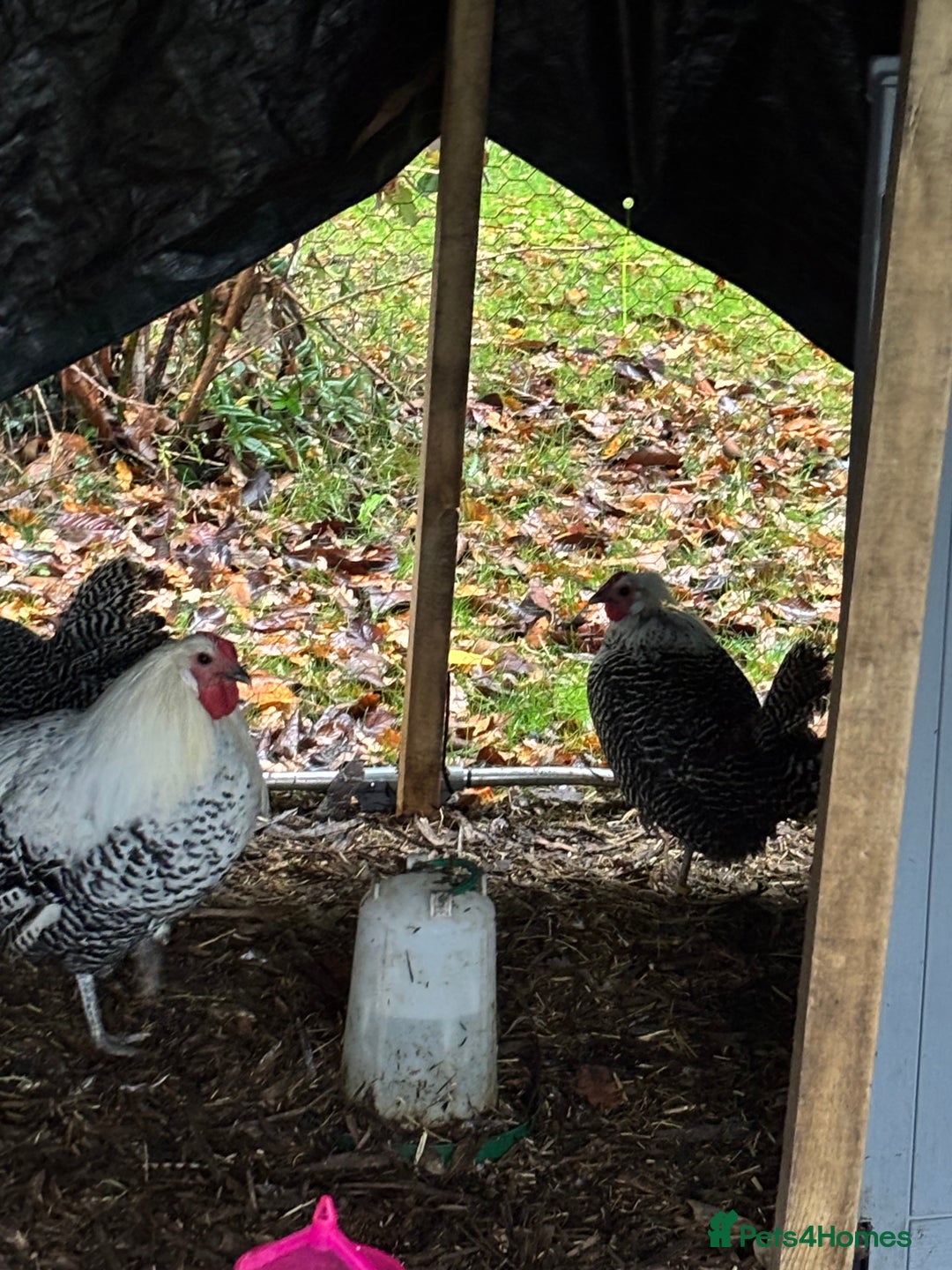 Chickens poultry for sale: Silver death later breeding group  - Advert 6