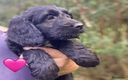 Sproodle dogs for sale: Stunning F1 Sproodle puppies  - Image 8