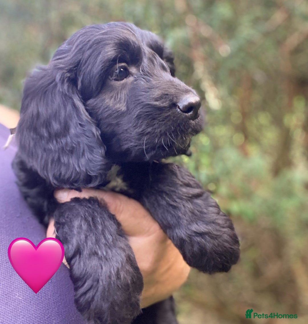 Sproodle dogs for sale: Stunning F1 Sproodle puppies  - Image 8