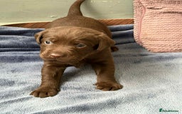 Labrador Retriever dogs for sale: KC SILVER/CHOCOLATE PEDIGREE LABRADOR PUPIES - Image 10