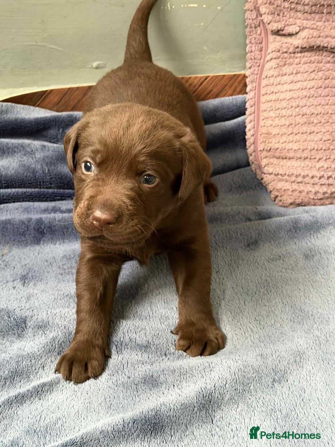 Labrador Retriever dogs for sale: KC SILVER/CHOCOLATE PEDIGREE LABRADOR PUPIES - Image 10
