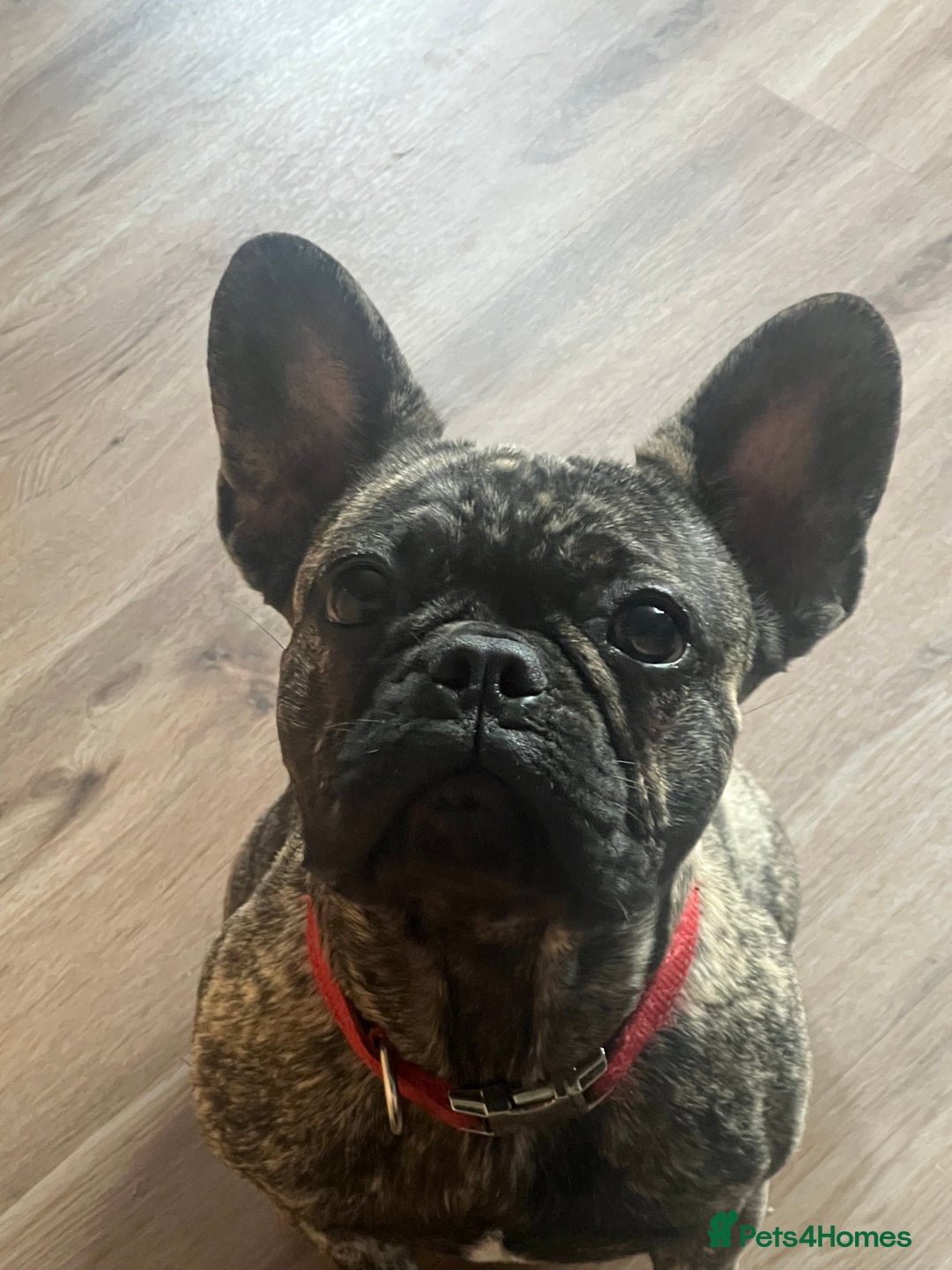French Bulldog dogs for sale: French bulldog - Image 5