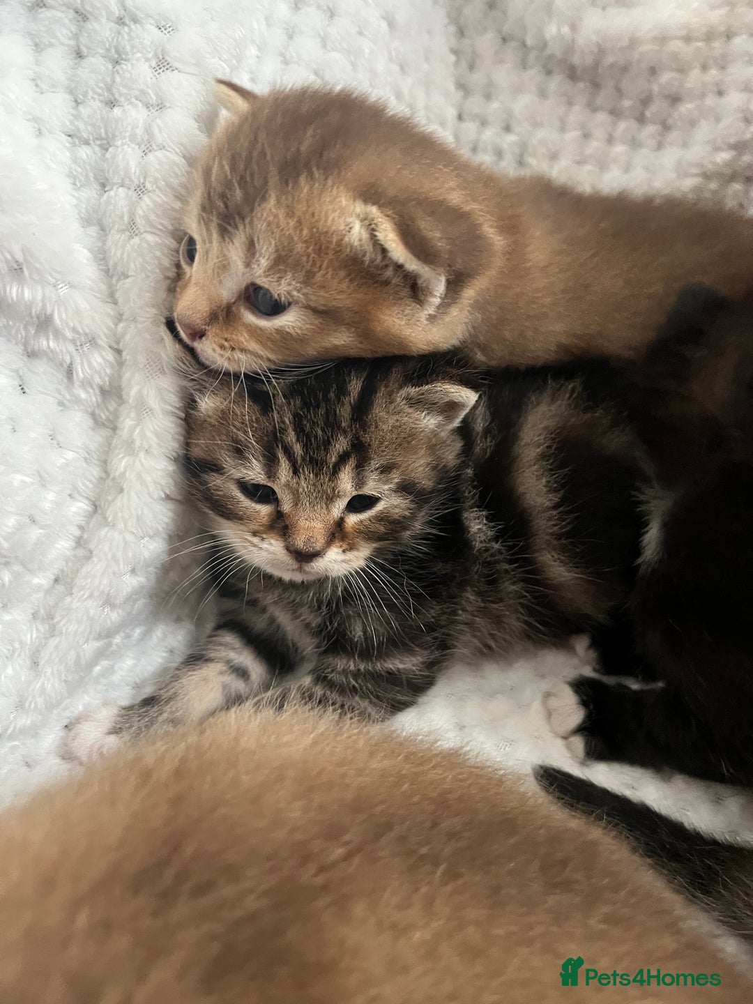 British Shorthair cats for sale: 5 beautiful British shorthair kittens - Image 8
