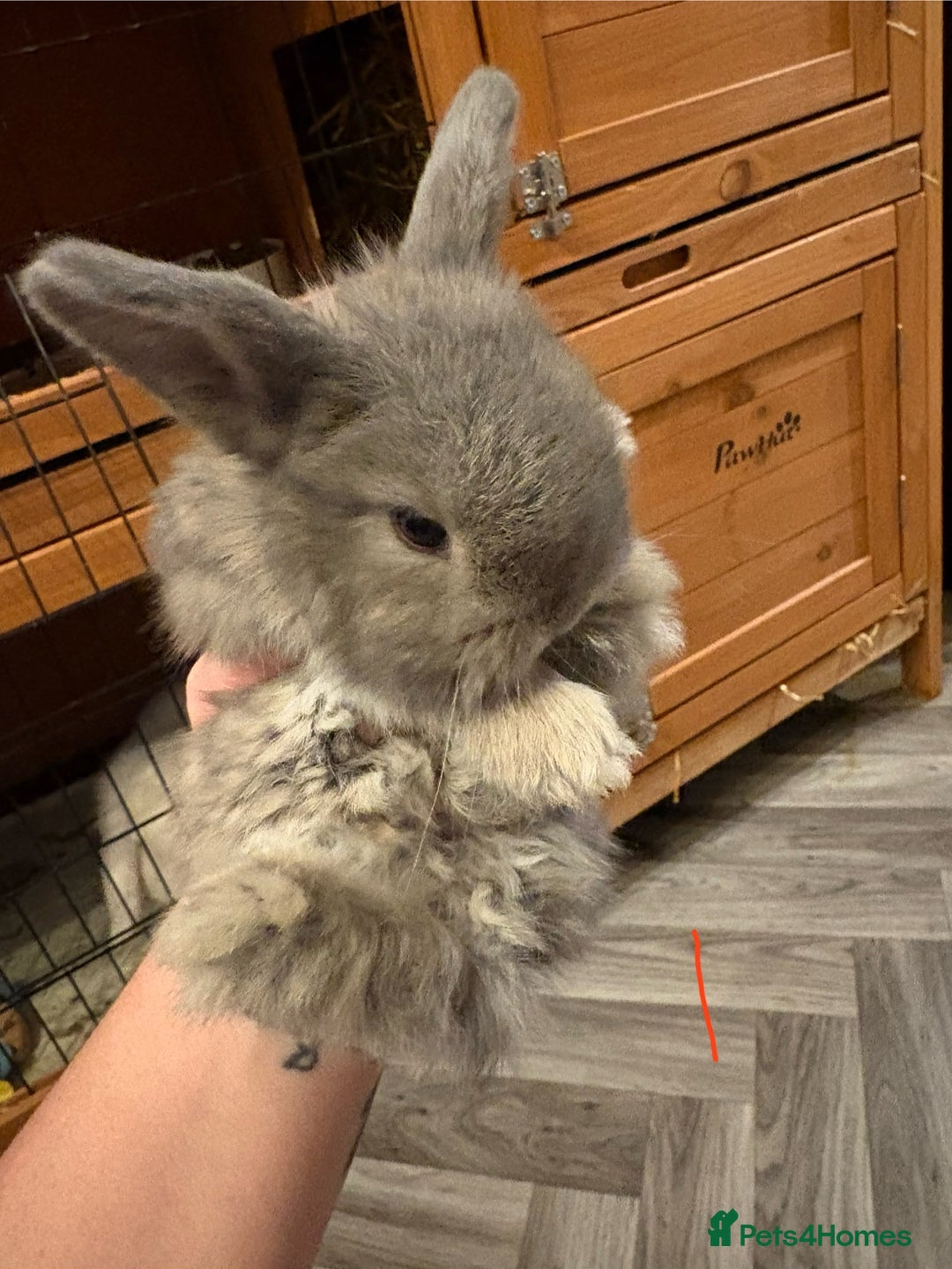 Mini Lop rabbits for sale: mini lops  - Advert 2