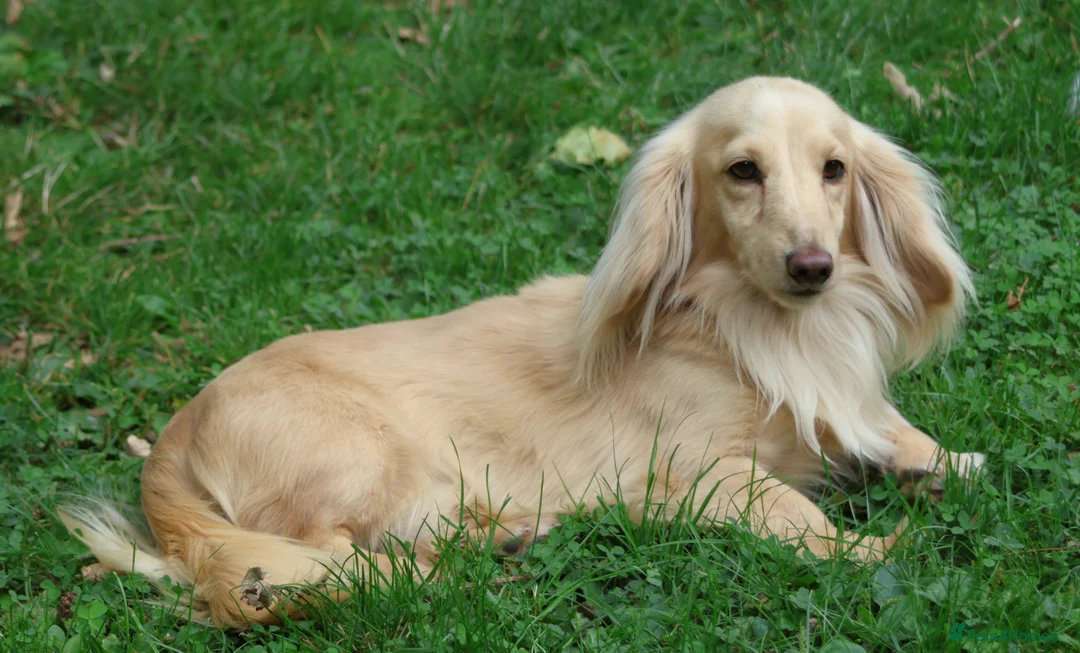 Miniature Dachshund dogs for stud: Long Haired Cream, no dilute, Pra Clear, Kc Regg - Advert 2