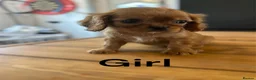 Cavalier King Charles Spaniel dogs for sale: ** DNA 🧬 PRA CLEAR CAVALIER KING CHARLES PUPPIES  - Advert 4