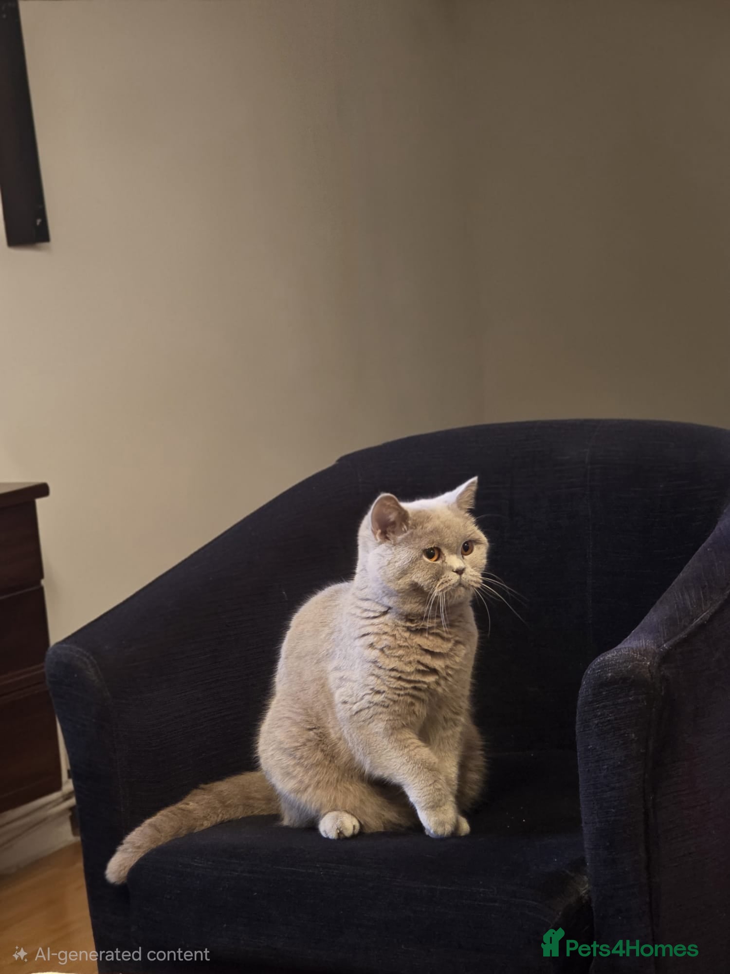 British Shorthair cats British shorthair female for sale  - Advert 1