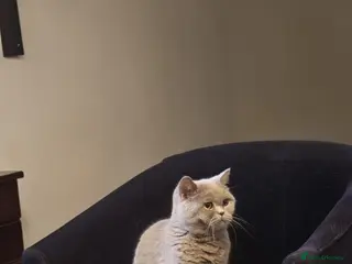 British Shorthair cats British shorthair female for sale - Advert 1