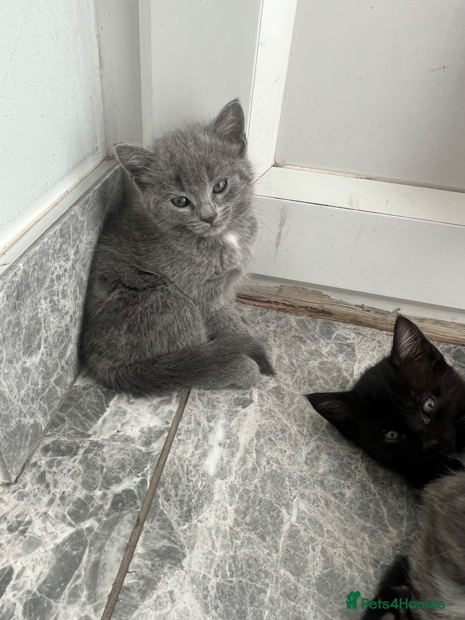 British Shorthair cats Super playful kitten looking for a loving home! 🐾 - Advert 2