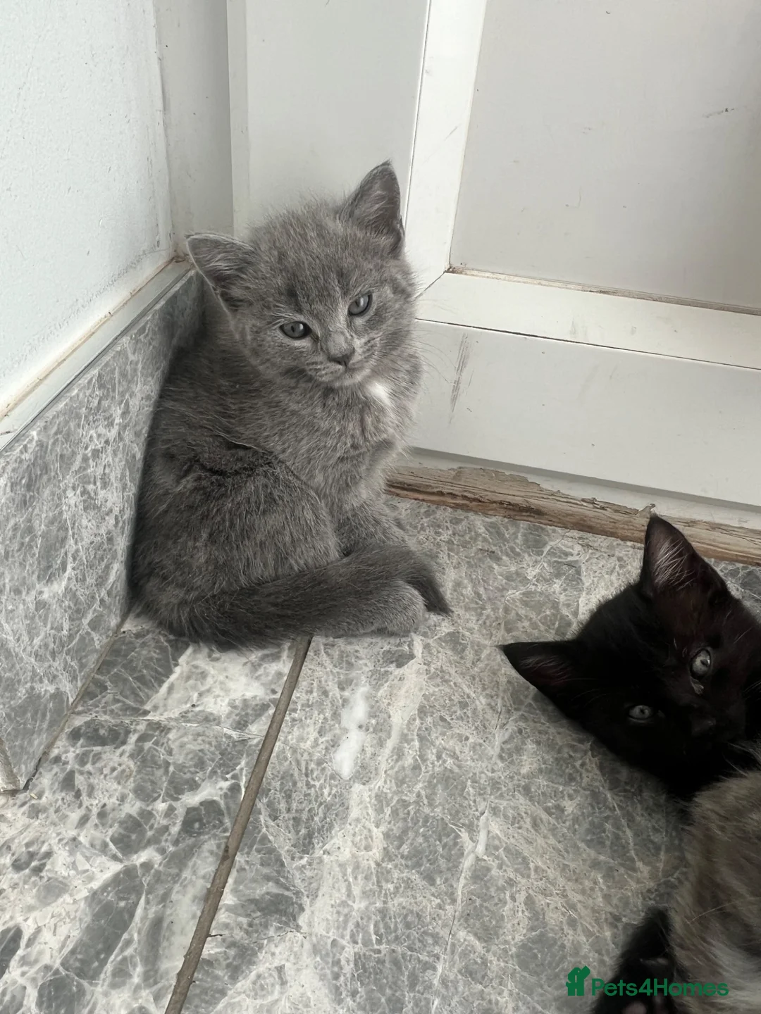 British Shorthair cats for sale: Super playful kitten looking for a loving home! 🐾 - Advert 1