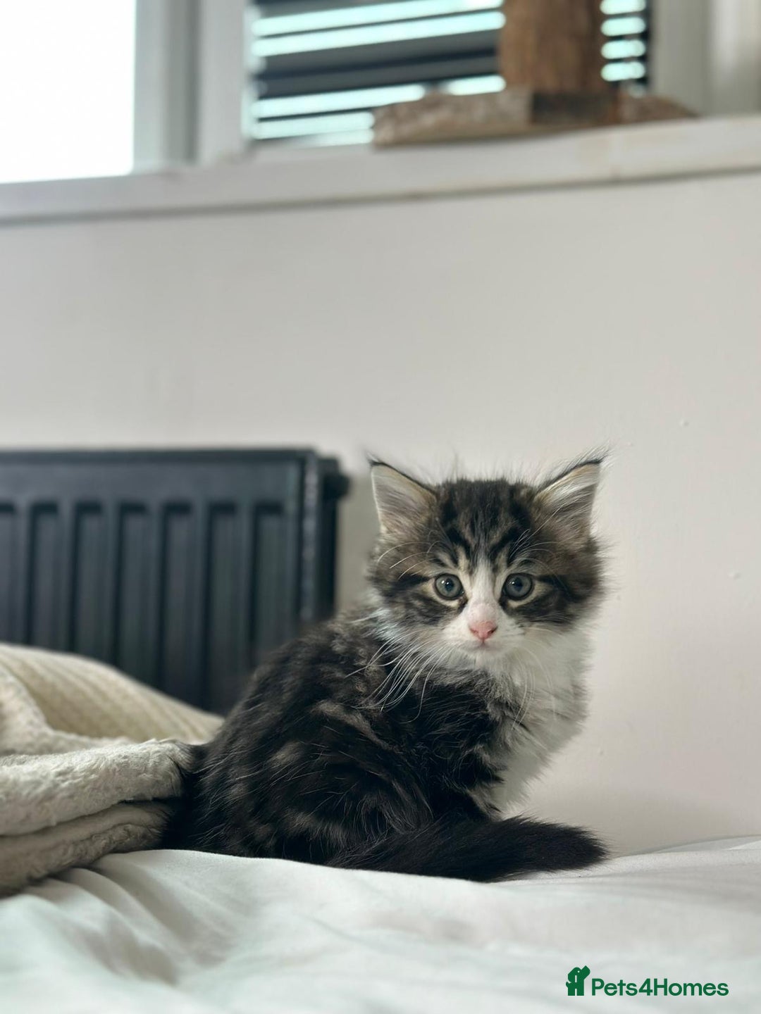 Mixed Breed cats for sale: 4 Maine coon kittens available now  - Advert 6