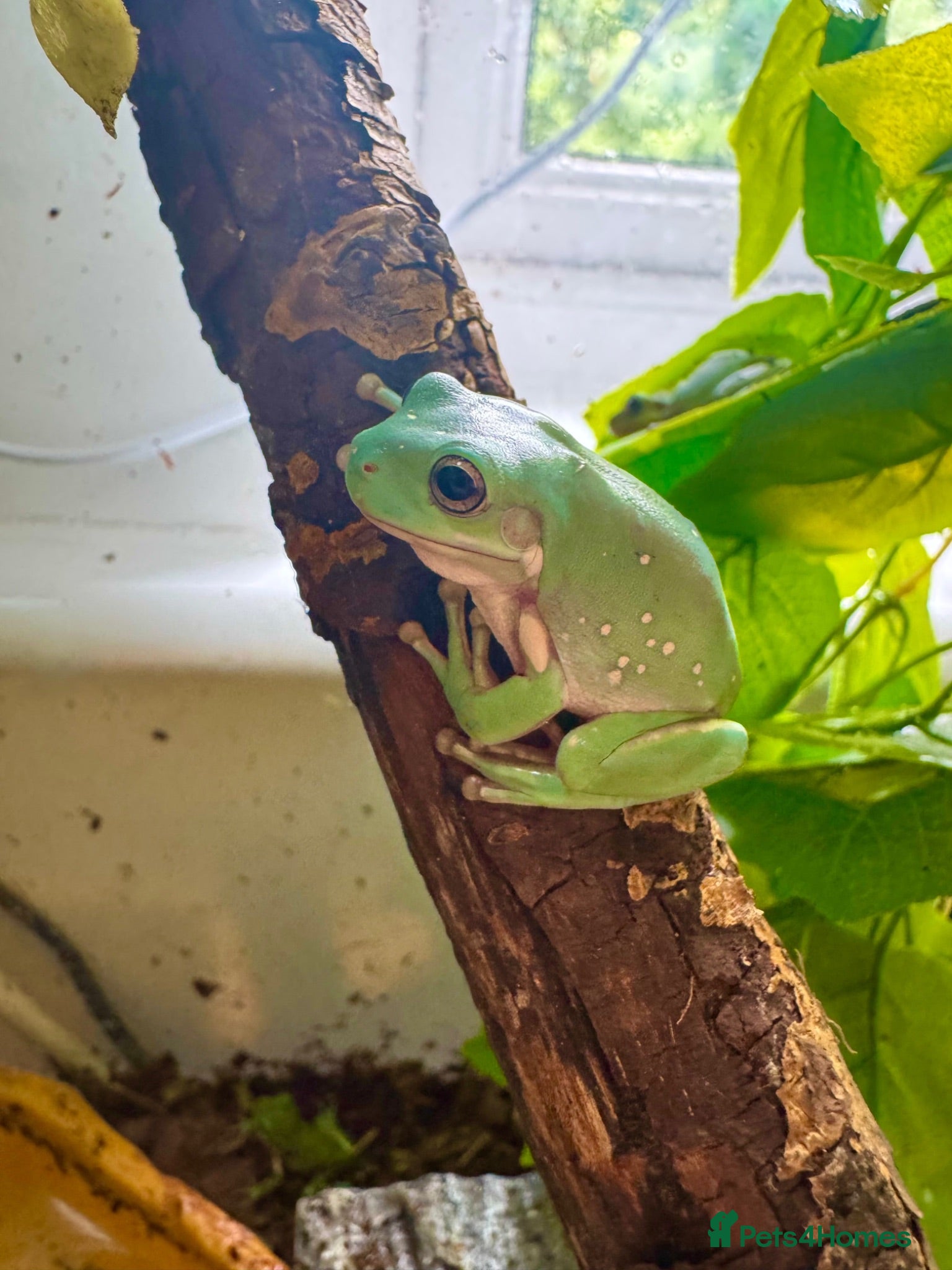 Frog reptiles Whites tree frog juveniles  - Advert 22