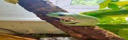 Frog reptiles for sale: Whites tree frog juveniles  - Advert 1