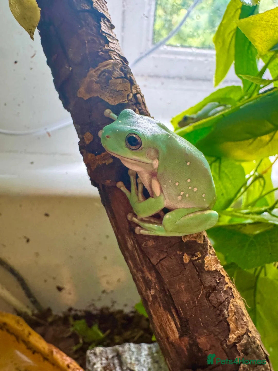 Frog reptiles for sale: Whites tree frog juveniles  - Advert 1