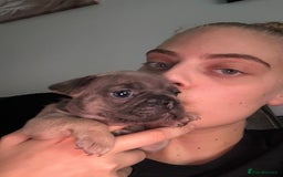 Mixed Breed dogs for sale: 5 week old Frenchie pups for sale - Image 11