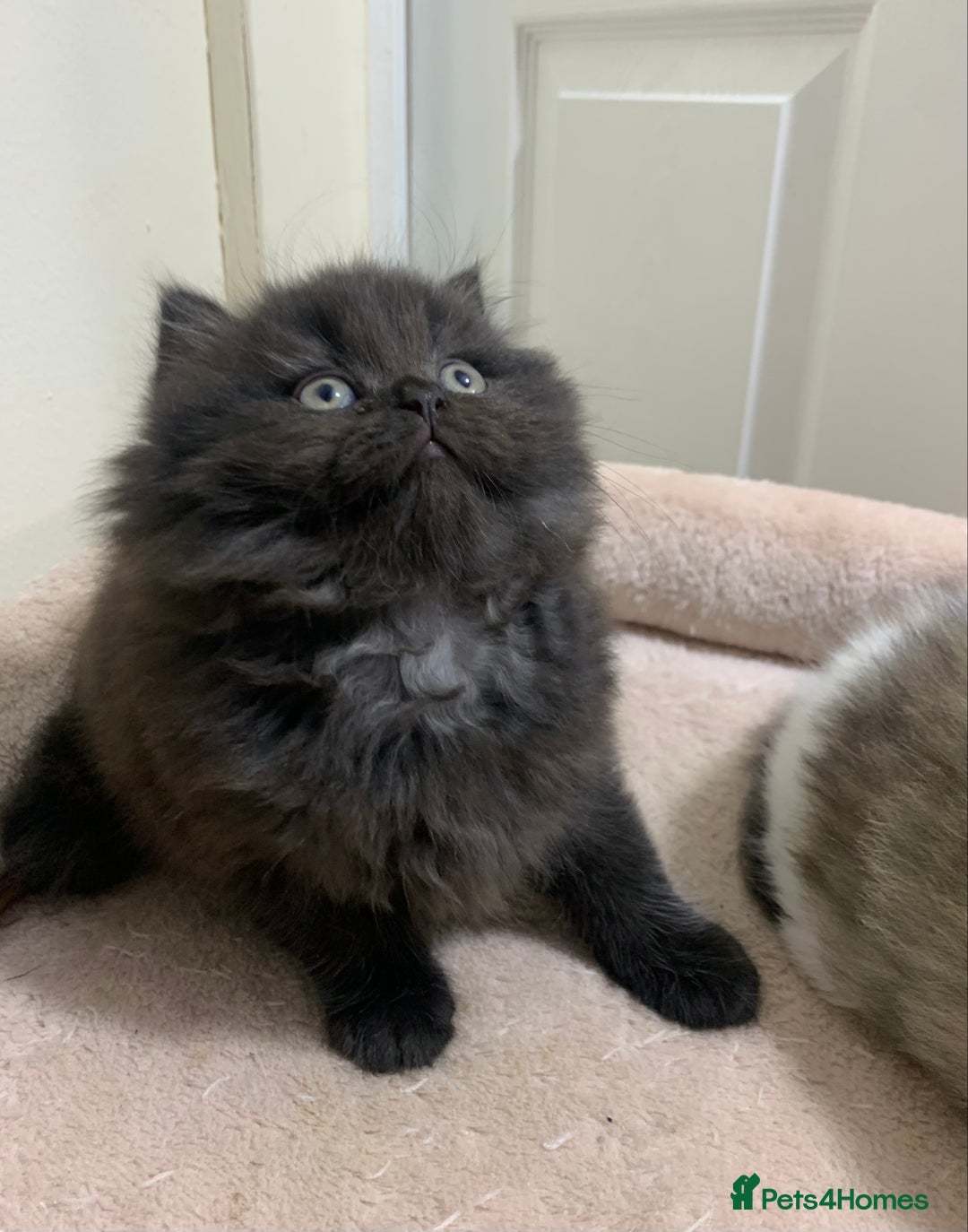 Mixed Breed cats for sale: Beautiful mixed breed kittens  - Image 6