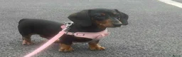 Miniature Dachshund dogs for sale: Female Minature Dachshund  - Advert 7