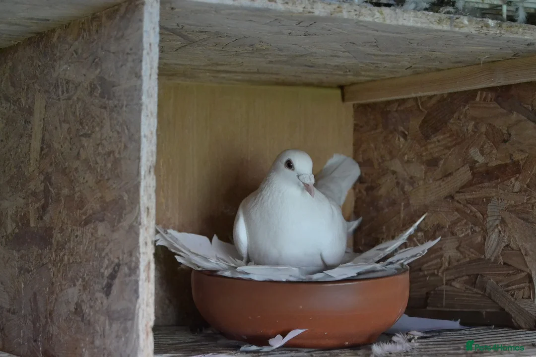 Pigeons birds for sale: White pigeons  - Advert 2