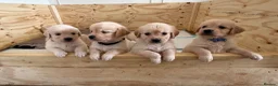 Golden Retriever dogs for sale: Golden Retriever Puppies  in Templecombe - Advert 15