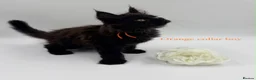 Maine Coon cats for sale: Maine coon kittens  - Advert 17