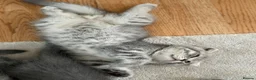 British Shorthair cats for sale: 🐾 3 adorable kittens looking for loving homes! 🐾 - Advert 12