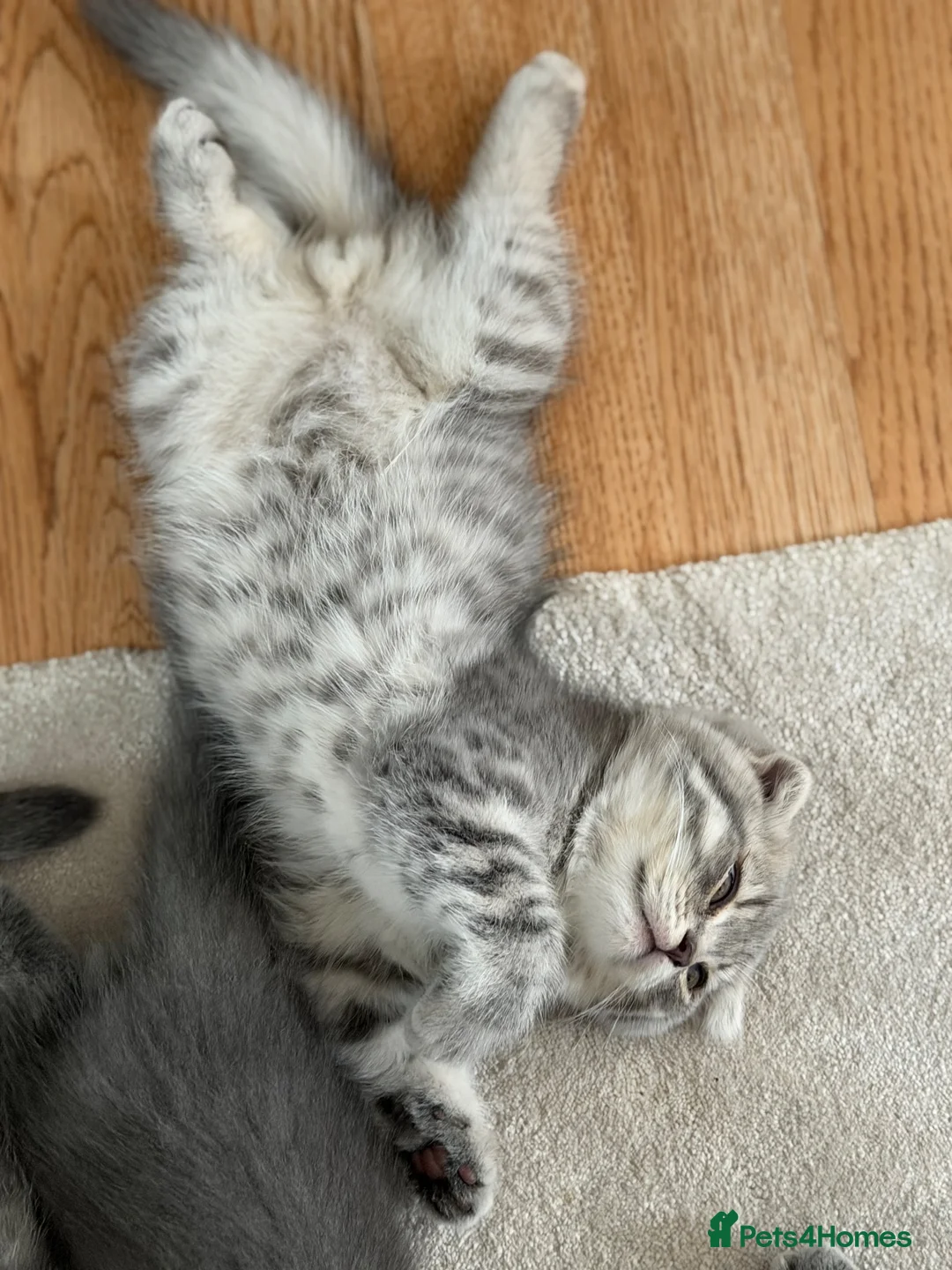 British Shorthair cats for sale: 🐾 3 adorable kittens looking for loving homes! 🐾 - Advert 12
