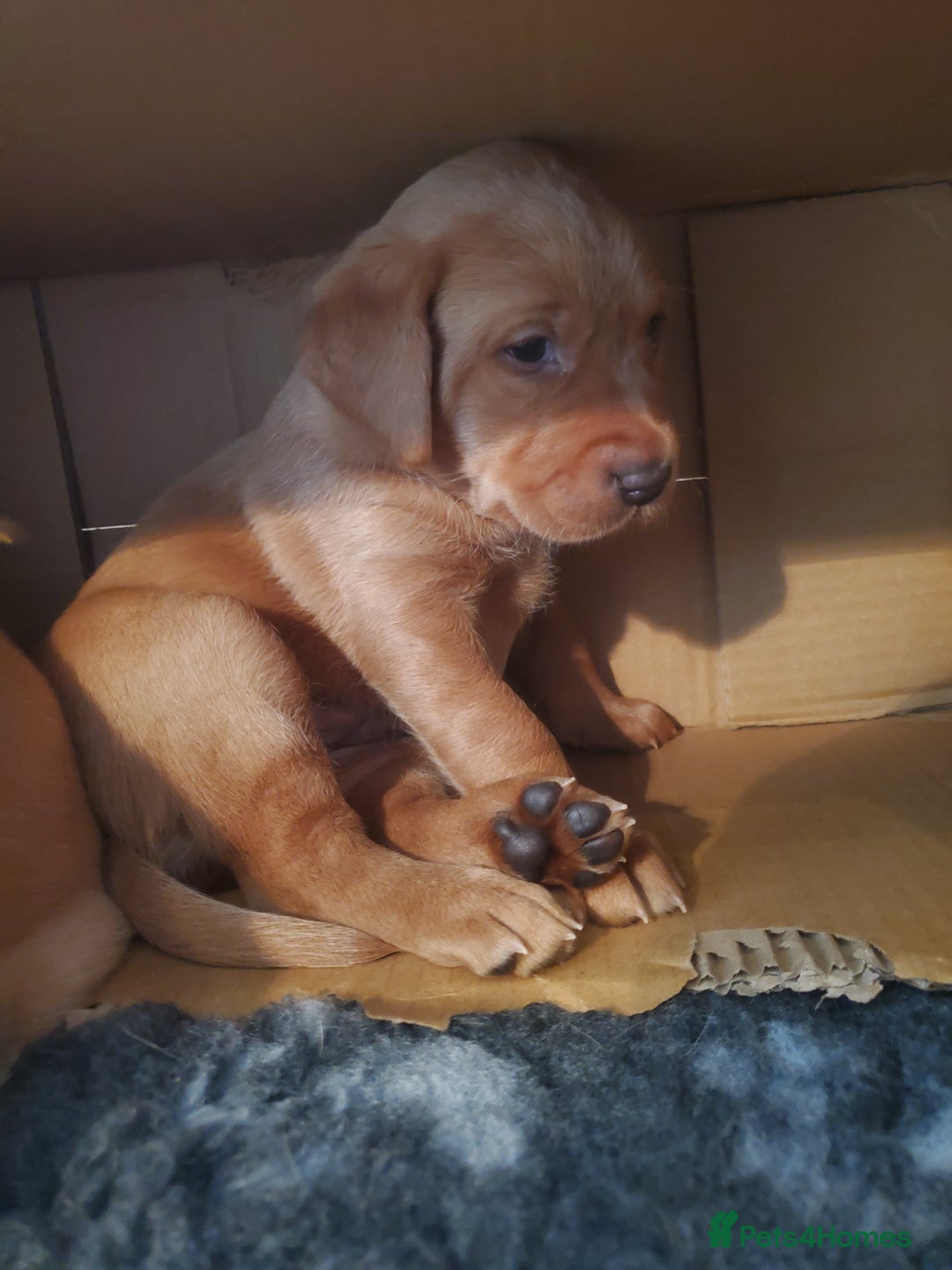 Labrador Retriever dogs for sale: Fox Red bitch pup available - Advert 4
