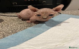 Sphynx cats for sale: Sphynx kittens for sale  - Image 10